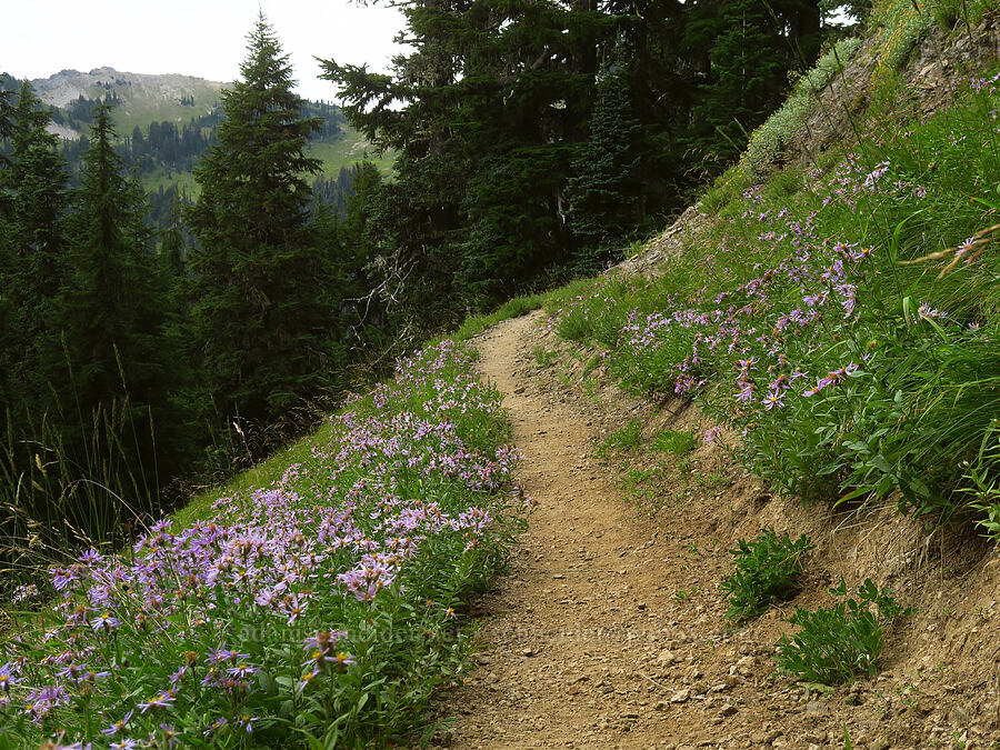 Cascade asters (Doellingeria ledophylla (Eucephalus ledophyllus) (Aster ledophyllus)) [Pacific Crest Trail, Goat Rocks Wilderness, Lewis County, Washington]