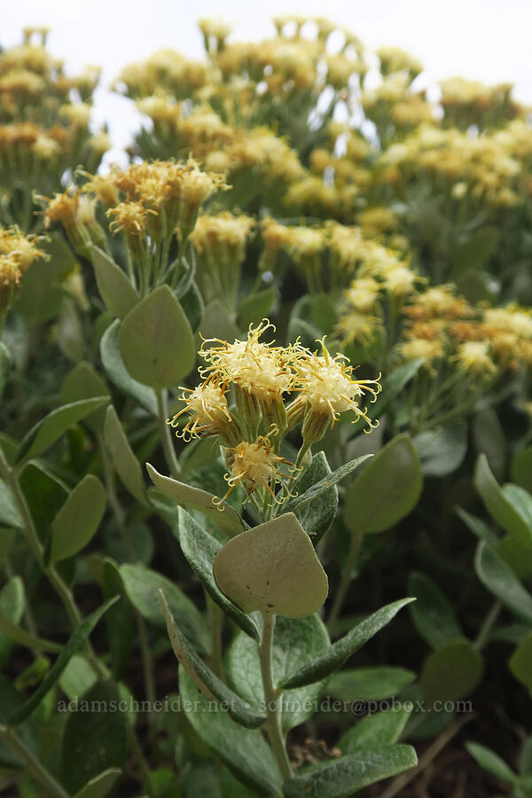 silver-back luina (Luina hypoleuca) [Pacific Crest Trail, Goat Rocks Wilderness, Lewis County, Washington]