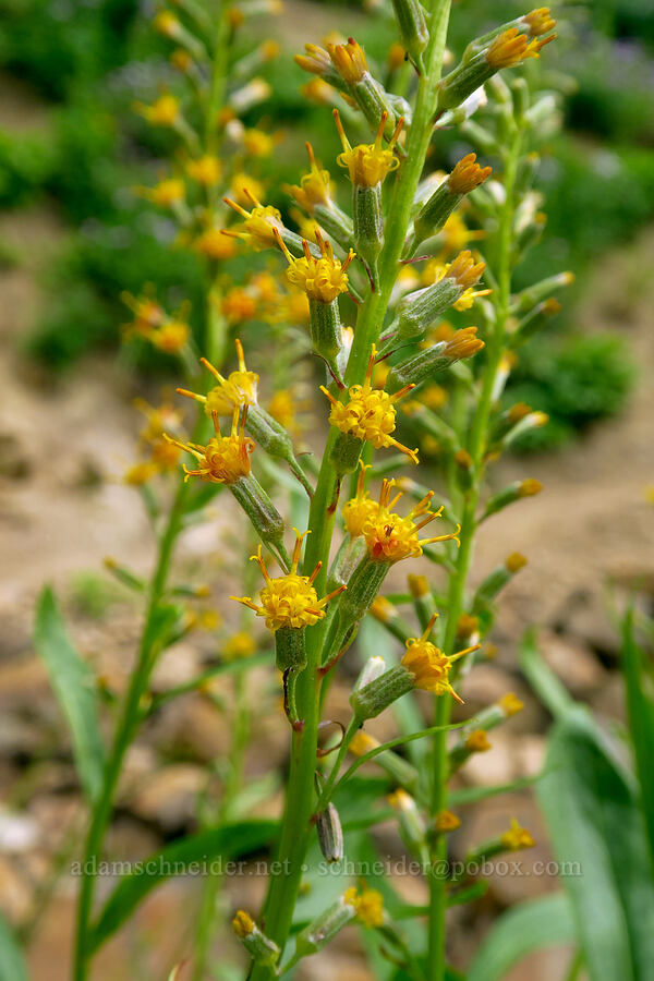 rainiera (Rainiera stricta (Luina stricta)) [Pacific Crest Trail, Goat Rocks Wilderness, Lewis County, Washington]