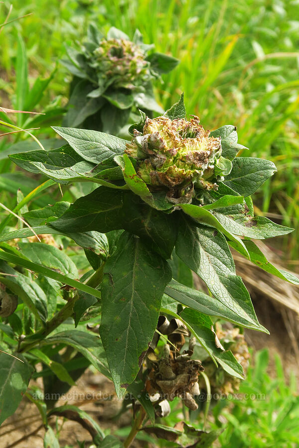 galls on Cascade asters (Doellingeria ledophylla (Eucephalus ledophyllus) (Aster ledophyllus)) [Pacific Crest Trail, Goat Rocks Wilderness, Lewis County, Washington]