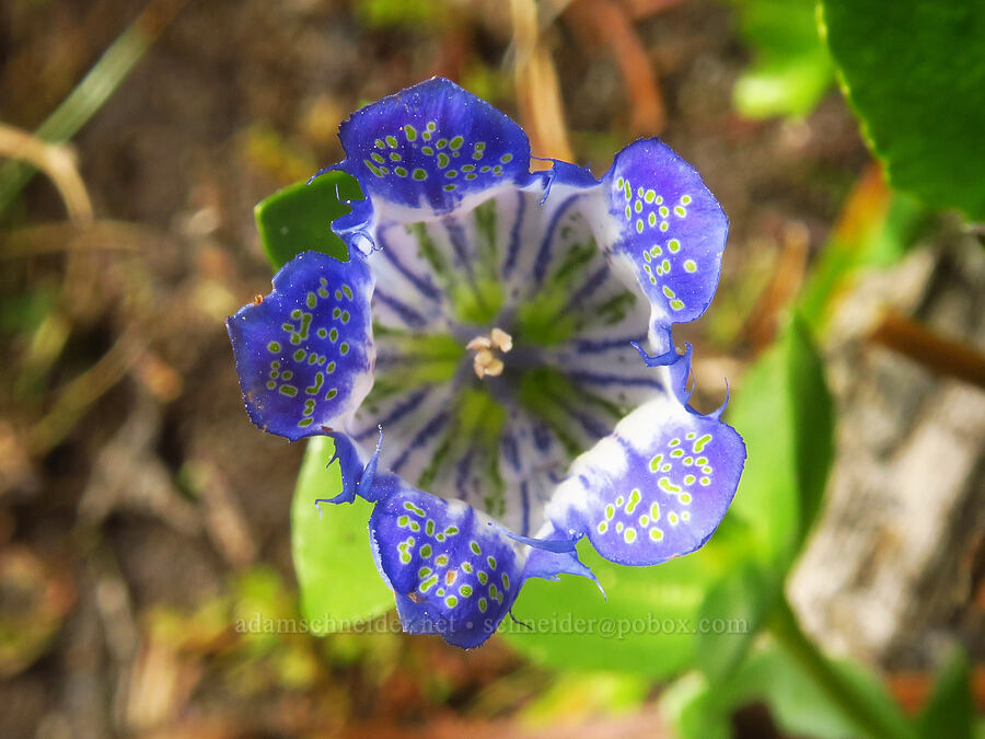 explorer's gentian (Gentiana calycosa) [Pacific Crest Trail, Goat Rocks Wilderness, Lewis County, Washington]