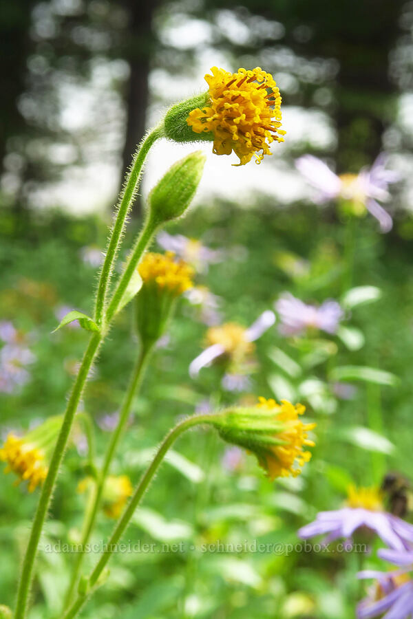 Parry's arnica (Arnica parryi) [Pacific Crest Trail, Goat Rocks Wilderness, Lewis County, Washington]