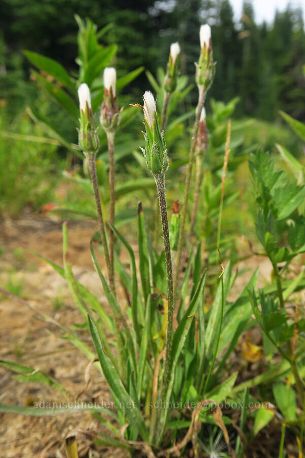 alpine lake agoseris, going to seed (Nothocalais alpestris (Microseris alpestris)) [Nannie Ridge Trail, Goat Rocks Wilderness, Lewis County, Washington]