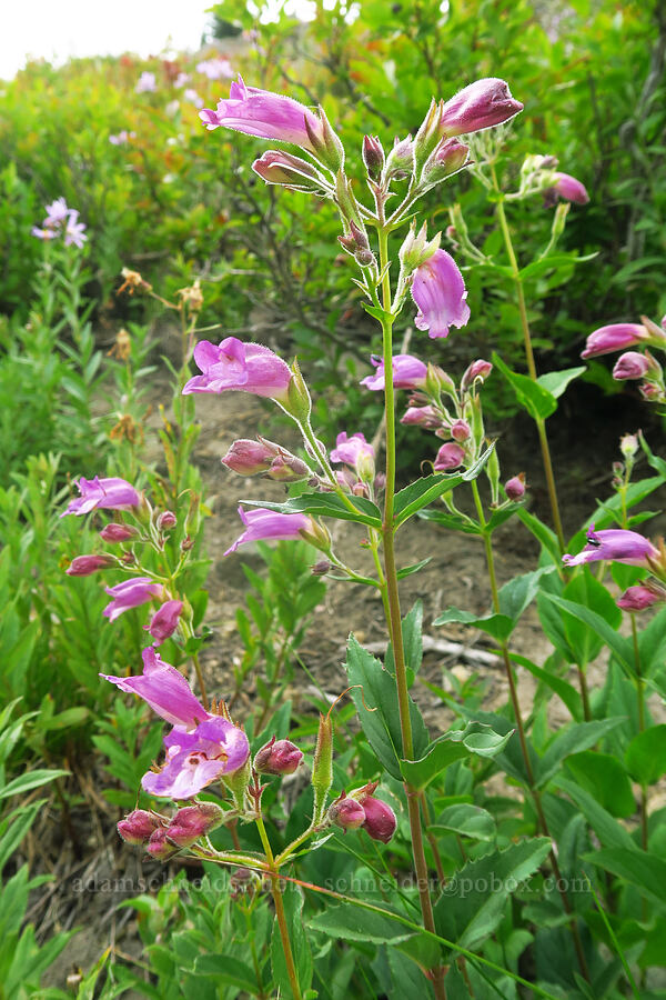 wodland beardtonigue (turtle-head) (Nothochelone nemorosa) [Nannie Ridge, Goat Rocks Wilderness, Lewis County, Washington]