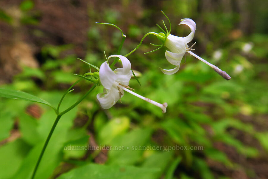 Scouler's harebells (Campanula scouleri) [Nannie Ridge Trail, Goat Rocks Wilderness, Lewis County, Washington]
