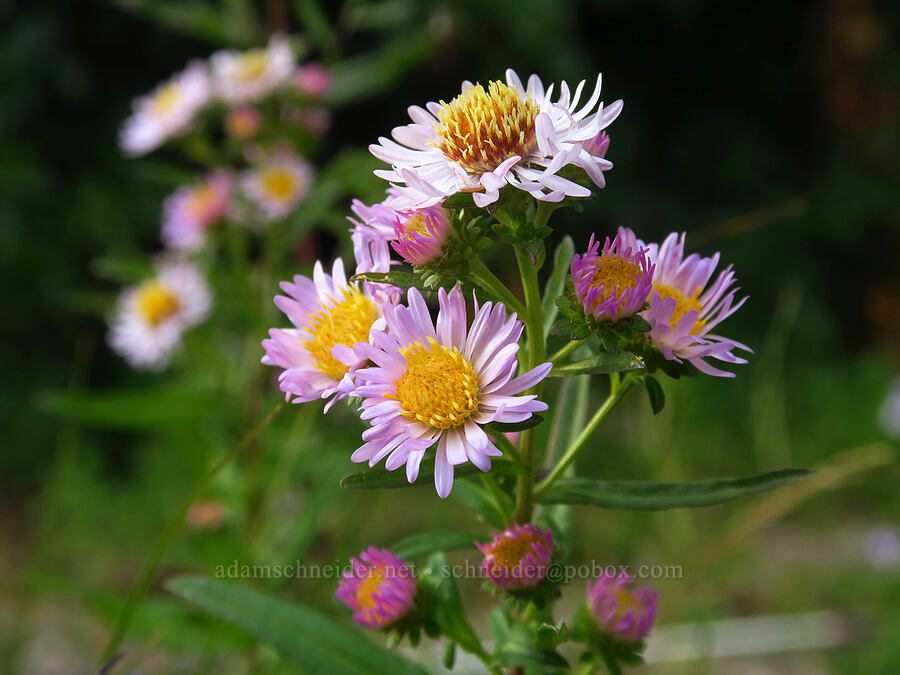leafy-bract aster (Symphyotrichum foliaceum (Aster foliaceus)) [Walupt Lake, Gifford Pinchot National Forest, Lewis County, Washington]