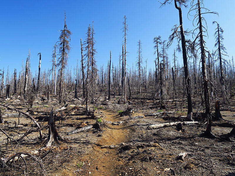Whitewater Fire [Whitewater Trail, Mt. Jefferson Wilderness, Marion County, Oregon]