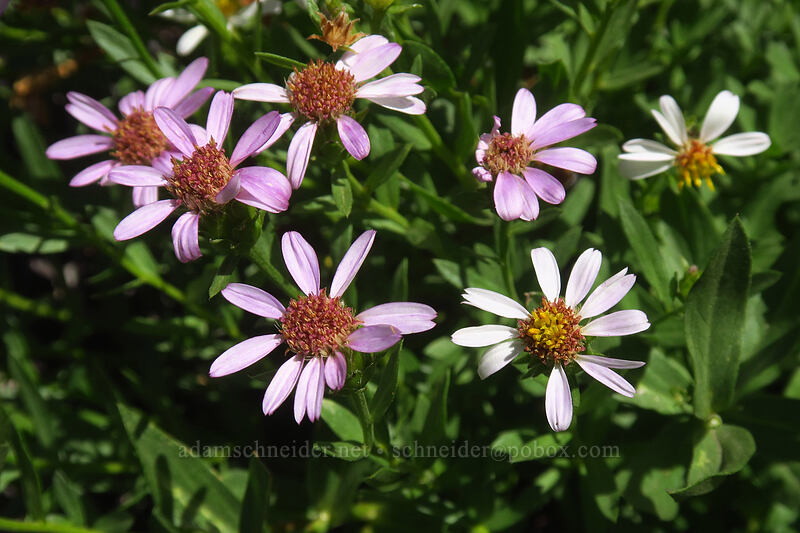 Gorman's asters (Doellingeria gormanii (Eucephalus gormanii) (Aster gormanii)) [Whitewater Trail, Mt. Jefferson Wilderness, Marion County, Oregon]