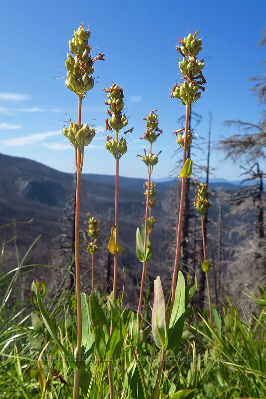 glaucous penstemon, gone to seed (Penstemon euglaucus) [Whitewater Trail, Mt. Jefferson Wilderness, Marion County, Oregon]