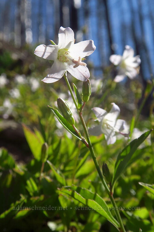 Scouler's harebells (Campanula scouleri) [Whitewater Trail, Mt. Jefferson Wilderness, Marion County, Oregon]