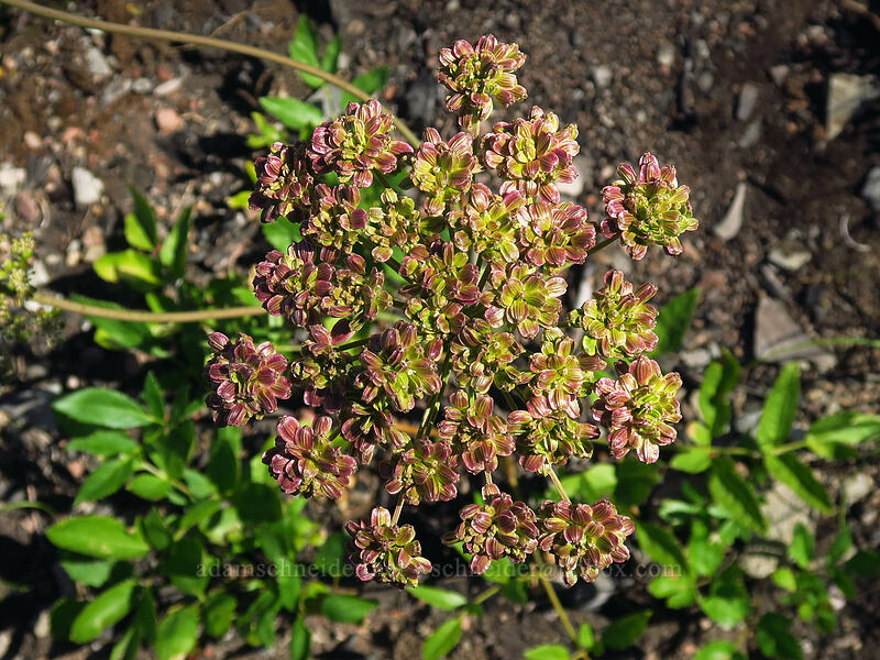 sharp-tooth angelica seeds (Angelica arguta) [Whitewater Trail, Mt. Jefferson Wilderness, Marion County, Oregon]