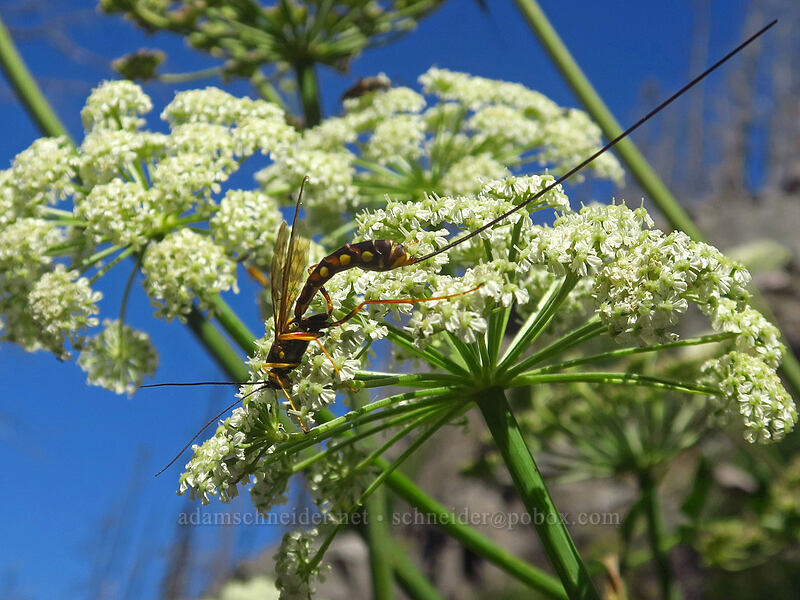 giant ichneumon wasp on sharp-tooth angelica (Megarhyssa nortoni, Angelica arguta) [Whitewater Trail, Mt. Jefferson Wilderness, Marion County, Oregon]
