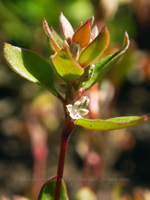 broad-leaf knotweed (leafy dwarf knotweed) (Polygonum minimum (Polygonum torreyi)) [Whitewater Trail, Mt. Jefferson Wilderness, Marion County, Oregon]