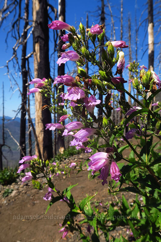 woodland beardtongue (turtle-head) (Nothochelone nemorosa) [Whitewater Trail, Mt. Jefferson Wilderness, Marion County, Oregon]