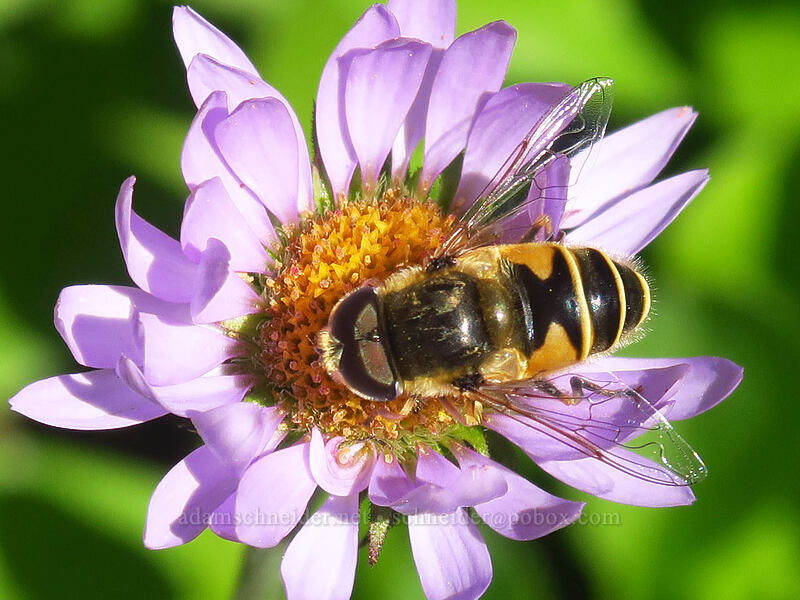 orange-spined drone fly on subalpine fleabane (Eristalis interrupta (Eristalis nemorum), Erigeron glacialis var. glacialis) [Whitewater Trail, Mt. Jefferson Wilderness, Marion County, Oregon]