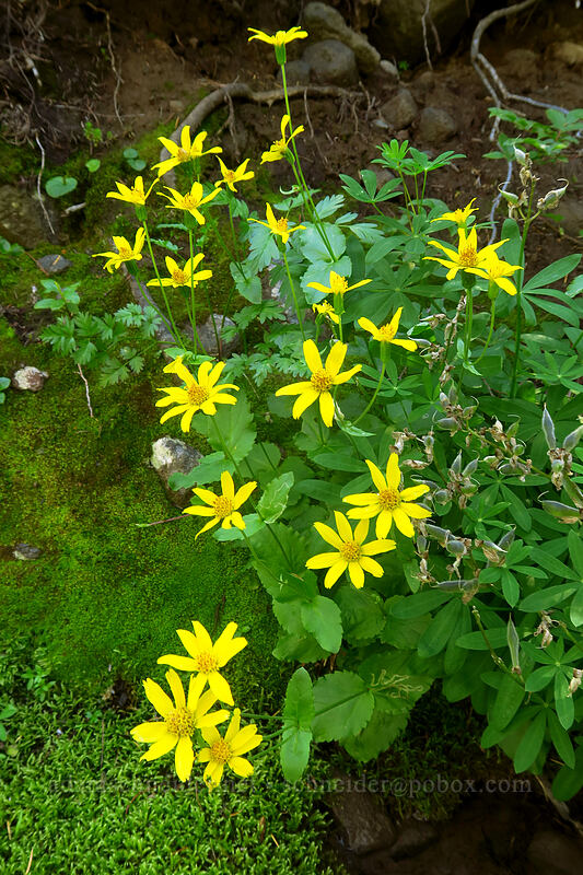 broad-leaf arnica (Arnica latifolia) [Whitewater Trail, Mt. Jefferson Wilderness, Marion County, Oregon]