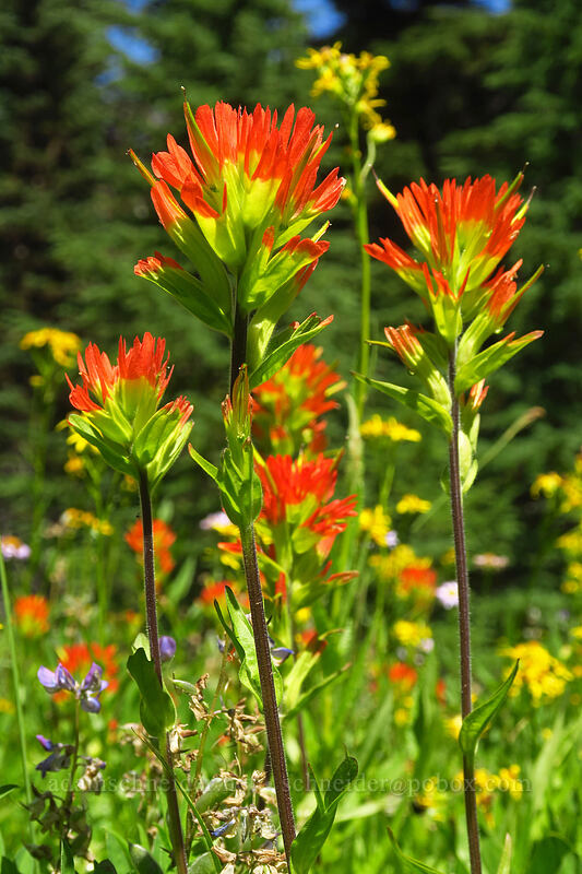 Suksdorf's paintbrush (Castilleja suksdorfii) [Pacific Crest Trail, Mt. Jefferson Wilderness, Marion County, Oregon]