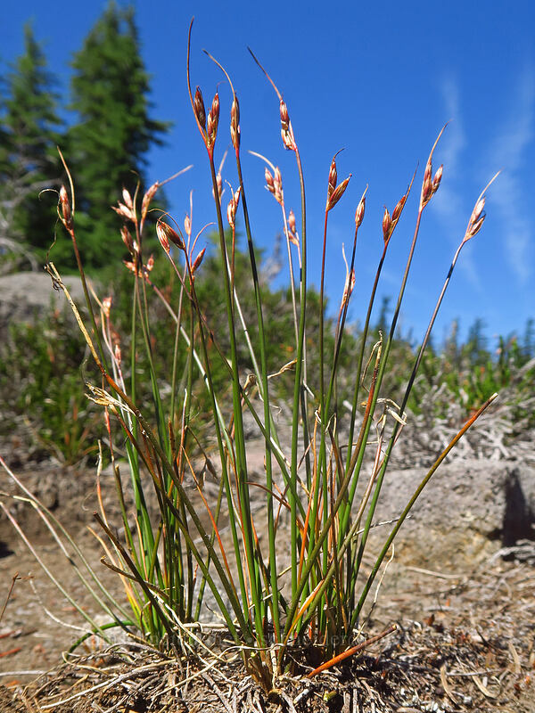 Parry's rush (Juncus parryi (Juncus drummondii var. parryi)) [Jefferson Park, Mt. Jefferson Wilderness, Marion County, Oregon]