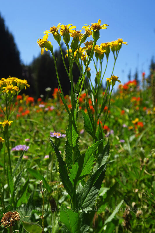 arrow-leaf groundsel (Senecio triangularis) [South Breitenbush River, Mt. Jefferson Wilderness, Marion County, Oregon]