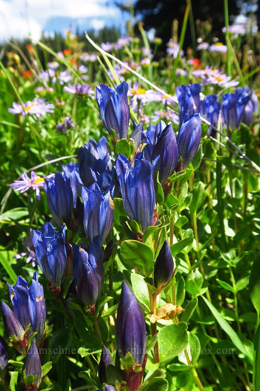 explorer's gentian (Gentiana calycosa) [South Breitenbush River, Mt. Jefferson Wilderness, Marion County, Oregon]