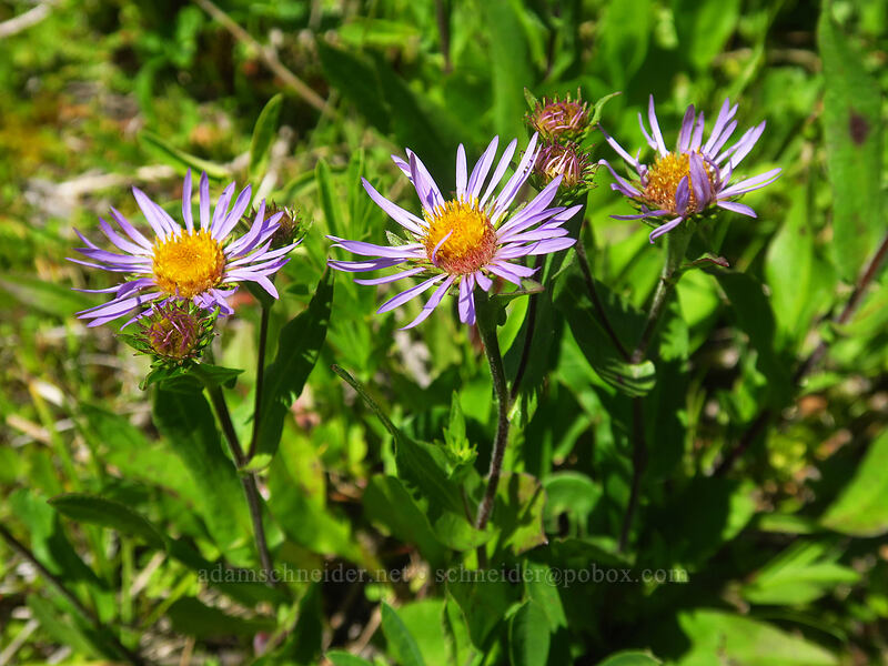 Parry's leafy-bract aster (Symphyotrichum foliaceum var. parryi (Aster foliaceus)) [South Breitenbush River, Mt. Jefferson Wilderness, Marion County, Oregon]