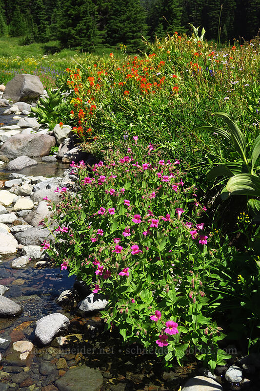 Lewis' monkeyflower & Suksdorf's paintbrush (Erythranthe lewisii (Mimulus lewisii), Castilleja suksdorfii) [South Breitenbush River, Mt. Jefferson Wilderness, Marion County, Oregon]