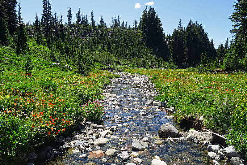 South Breitenbush River & wildflowers [South Breitenbush River, Mt. Jefferson Wilderness, Marion County, Oregon]