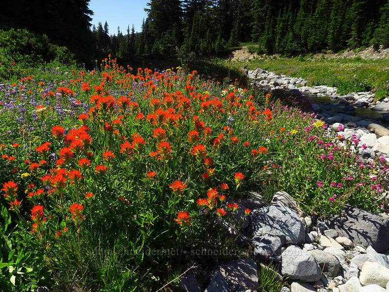 Suksdorf's paintbrush (Castilleja suksdorfii) [South Breitenbush River, Mt. Jefferson Wilderness, Marion County, Oregon]