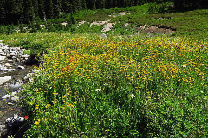 huge patch of hairy arnica (Arnica mollis) [South Breitenbush River, Mt. Jefferson Wilderness, Marion County, Oregon]