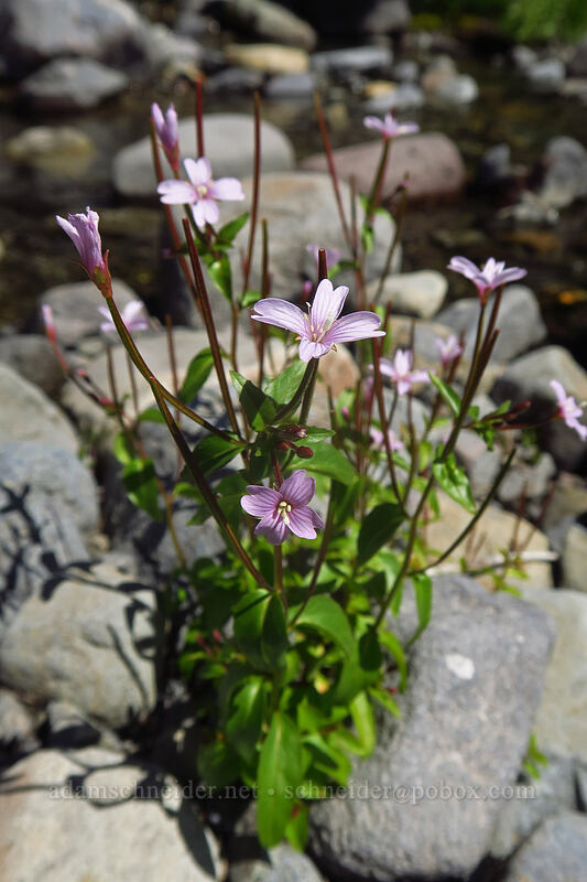 willow-herb (Epilobium sp.) [South Breitenbush River, Mt. Jefferson Wilderness, Marion County, Oregon]