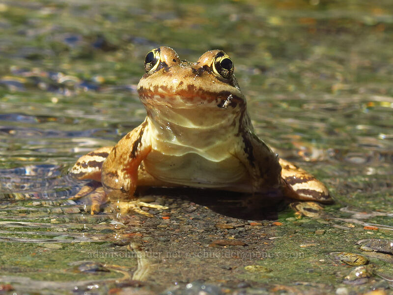 Cascades frog (Rana cascadae) [South Breitenbush River, Mt. Jefferson Wilderness, Marion County, Oregon]