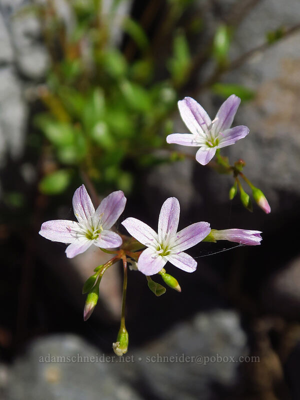 little-leaf montia (Montia parvifolia (Claytonia parvifolia)) [South Breitenbush River, Mt. Jefferson Wilderness, Marion County, Oregon]