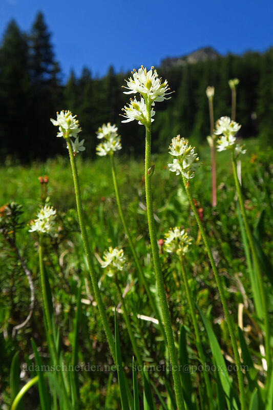 western false asphodel (Triantha occidentalis ssp. brevistyla (Tofieldia glutinosa var. brevistyla)) [South Breitenbush River, Mt. Jefferson Wilderness, Marion County, Oregon]