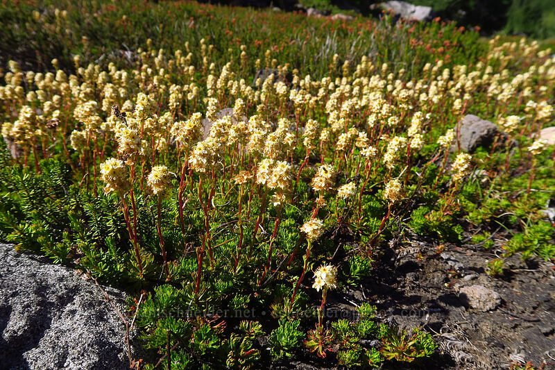 partridgefoot (Luetkea pectinata) [Jefferson Park, Mt. Jefferson Wilderness, Marion County, Oregon]