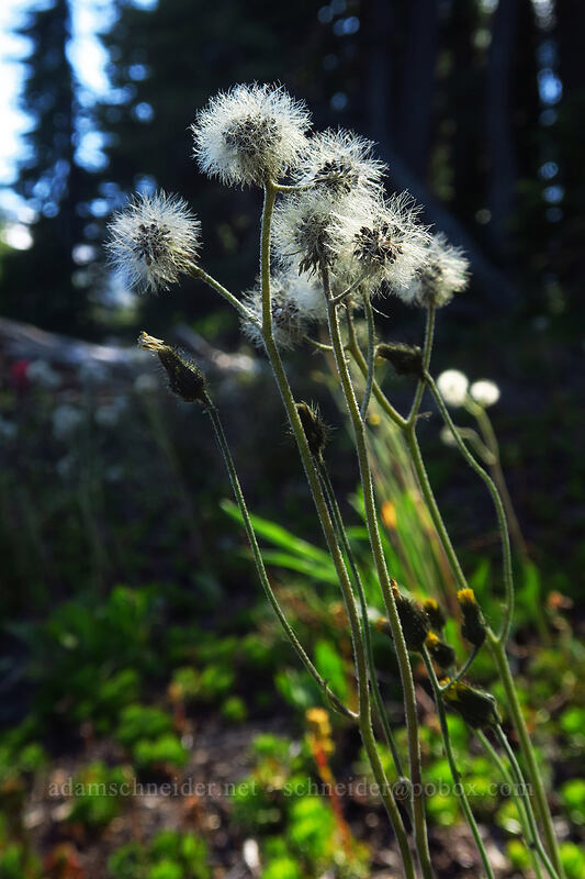slender hawkweed (Hieracium triste (Hieracium gracile) (Pilosella tristis)) [Pacific Crest Trail, Mt. Jefferson Wilderness, Marion County, Oregon]