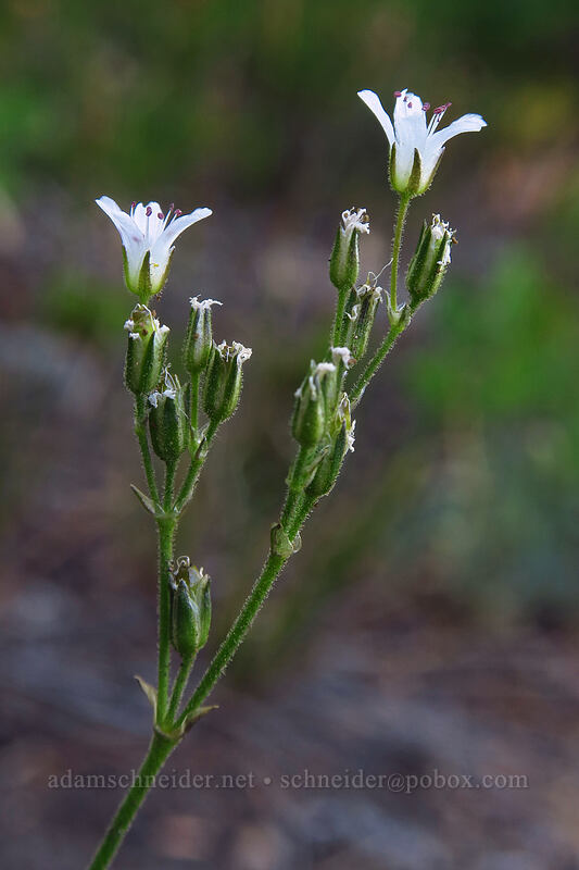 Crater Lake sandwort (Eremogone pumicola (Arenaria pumicola)) [Pacific Crest Trail, Mt. Jefferson Wilderness, Marion County, Oregon]