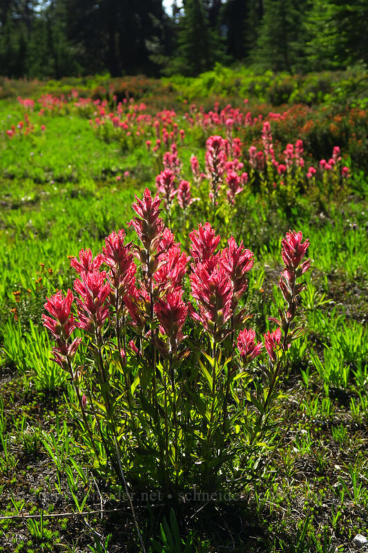 magenta paintbrush (Castilleja parviflora var. oreopola) [Jefferson Park, Mt. Jefferson Wilderness, Marion County, Oregon]