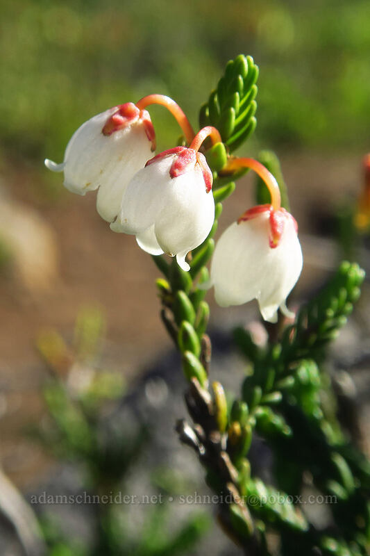 white mountain heather (Cassiope mertensiana) [Jefferson Park, Mt. Jefferson Wilderness, Marion County, Oregon]