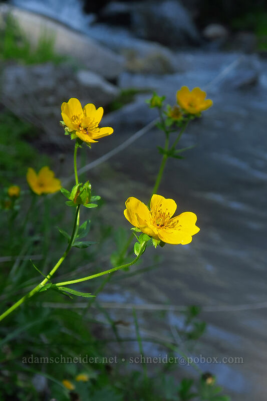 fan-leaf cinquefoil (Potentilla flabellifolia) [Pacific Crest Trail, Mt. Jefferson Wilderness, Marion County, Oregon]