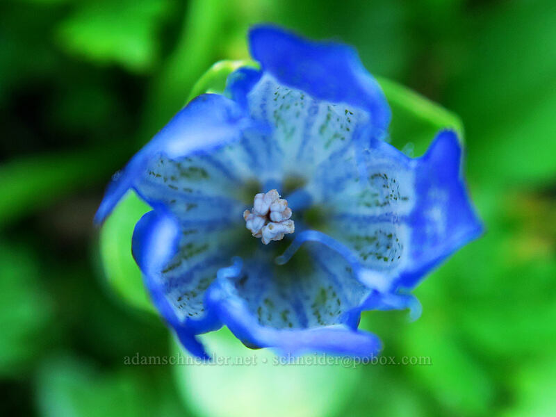 explorer's gentian (Gentiana calycosa) [Pacific Crest Trail, Mt. Jefferson Wilderness, Marion County, Oregon]