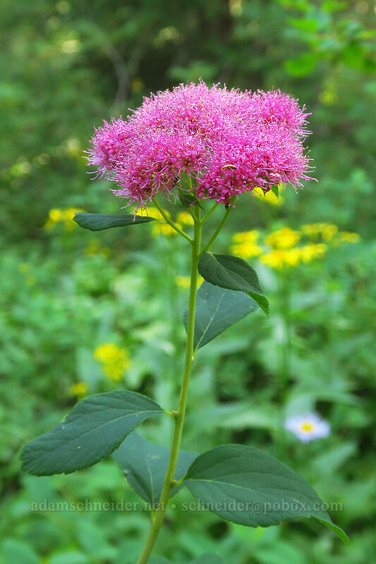 subalpine spirea (Spiraea splendens (Spiraea densiflora)) [Pacific Crest Trail, Mt. Jefferson Wilderness, Marion County, Oregon]