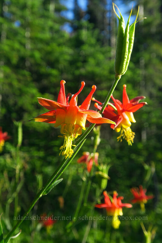 western columbine (Aquilegia formosa) [Whitewater Trail, Mt. Jefferson Wilderness, Marion County, Oregon]