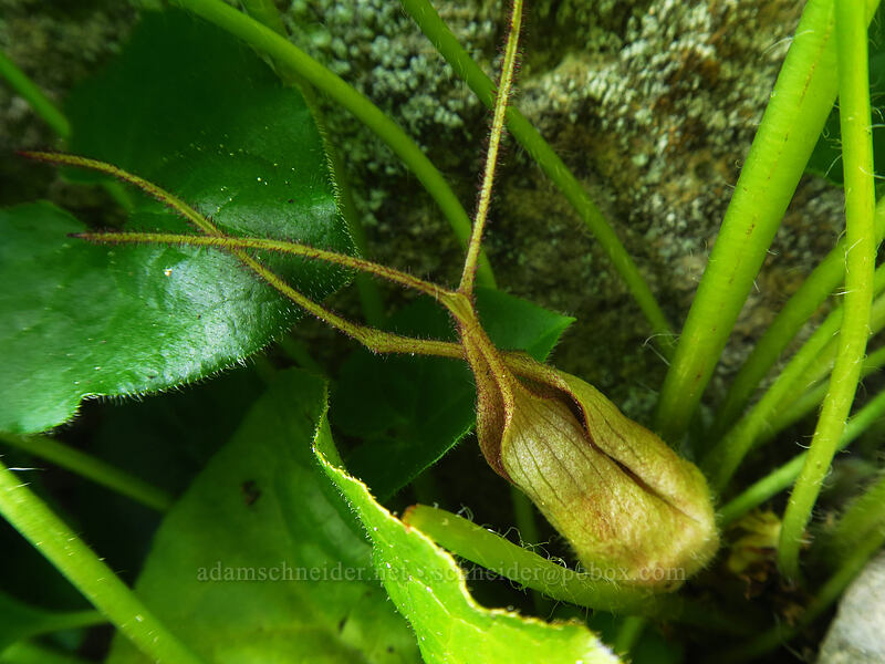 wild ginger (Asarum caudatum) [Whitewater Trail, Mt. Jefferson Wilderness, Marion County, Oregon]