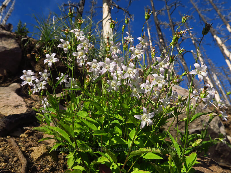 Scouler's harebells (Campanula scouleri) [Whitewater Trail, Mt. Jefferson Wilderness, Marion County, Oregon]