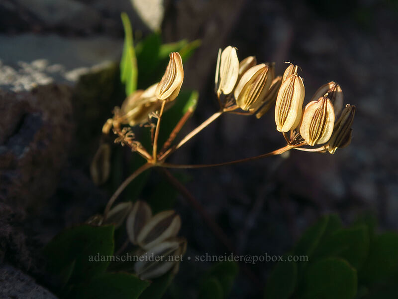 Cascade desert parsley seeds (Lomatium martindalei) [Whitewater Trail, Mt. Jefferson Wilderness, Marion County, Oregon]