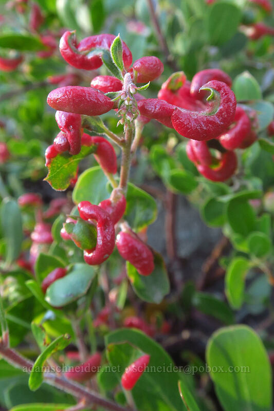 aphid galls on manzanita leaves (Tamalia coweni, Arctostaphylos nevadensis) [Whitewater Trail, Mt. Jefferson Wilderness, Marion County, Oregon]