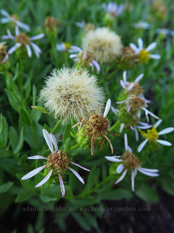 Gorman's asters, going to seed (Doellingeria gormanii (Eucephalus gormanii) (Aster gormanii)) [Whitewater Trail, Mt. Jefferson Wilderness, Marion County, Oregon]