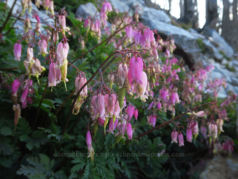 bleeding hearts (Dicentra formosa) [Whitewater Trail, Mt. Jefferson Wilderness, Marion County, Oregon]