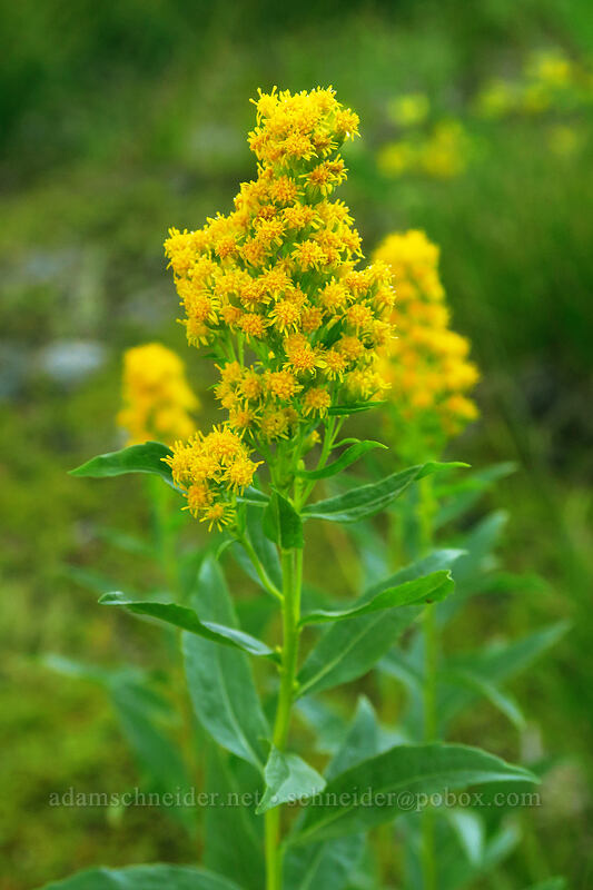 goldenrod (Solidago elongata (Solidago canadensis ssp. elongata)) [Mt. Hood Meadows, Mt. Hood National Forest, Hood River County, Oregon]