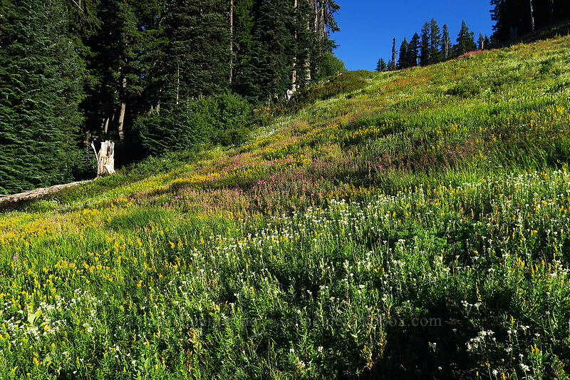 late summer wildflowers (Solidago elongata (Solidago canadensis ssp. elongata), Anaphalis margaritacea, Chamerion angustifolium (Chamaenerion angustifolium) (Epilobium angustifolium)) [Mt. Hood Meadows, Mt. Hood National Forest, Hood River County, Oregon]